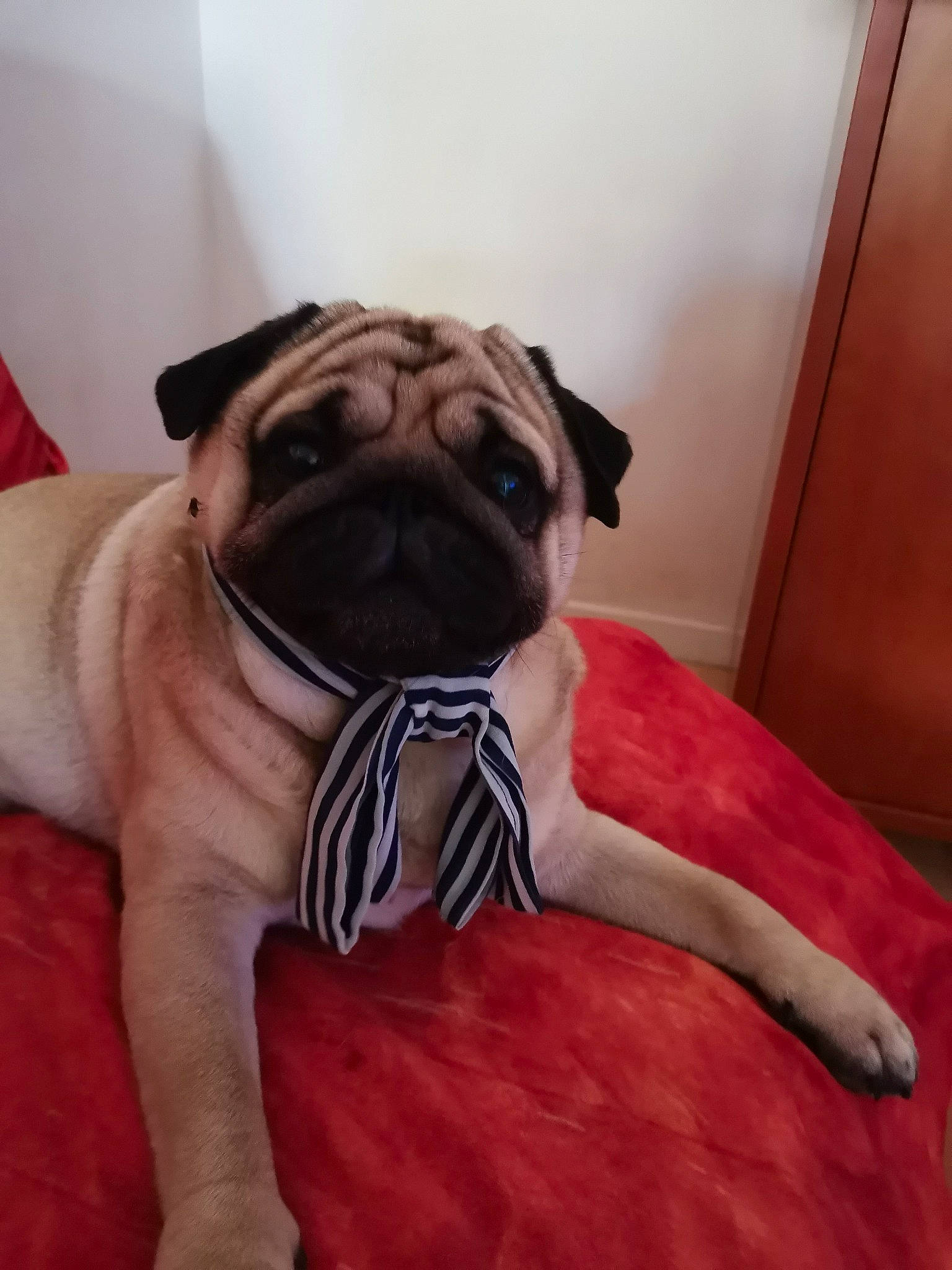 Francky participe au concours pour gagner de l'argent avec cette photo : carnivore, comfort, companion_dog, dog, dog_breed, dog_clothes, dog_collar, dog_supply, door, dress, fawn, flooring, linens, pug, snout, toy_dog, whiskers, wood, working_animal, wrinkle