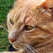 Georgie is registered to the contest to win money with this photo: animal, background, cat, close_up, cute, daylight, detail, face, feline, fur, ginger_cat, grass, green_eyes, mammal, nature, outdoor, pet, portrait, relaxed, whiskers
