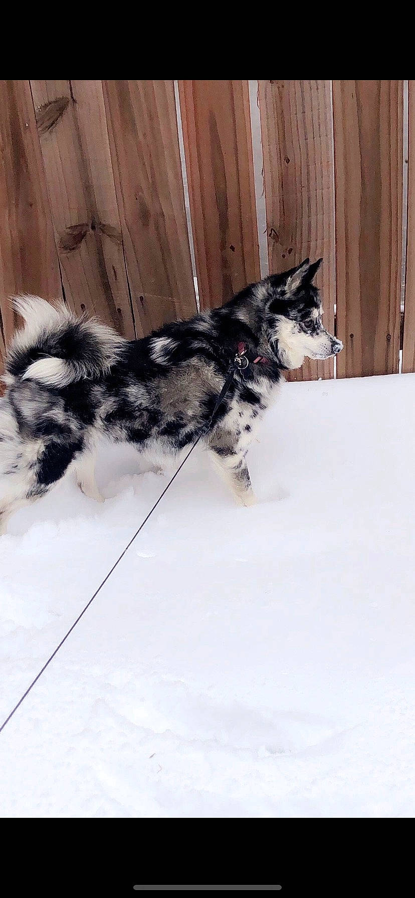 Ava joined the competition — help win amazing prizes! canidae, carnivore, companion_dog, dog, dog_breed, dog_collar, door, freezing, fur, guard_dog, herding_dog, paw, snow, sporting_group, tail, whiskers, winter, wood, working_animal, working_dog