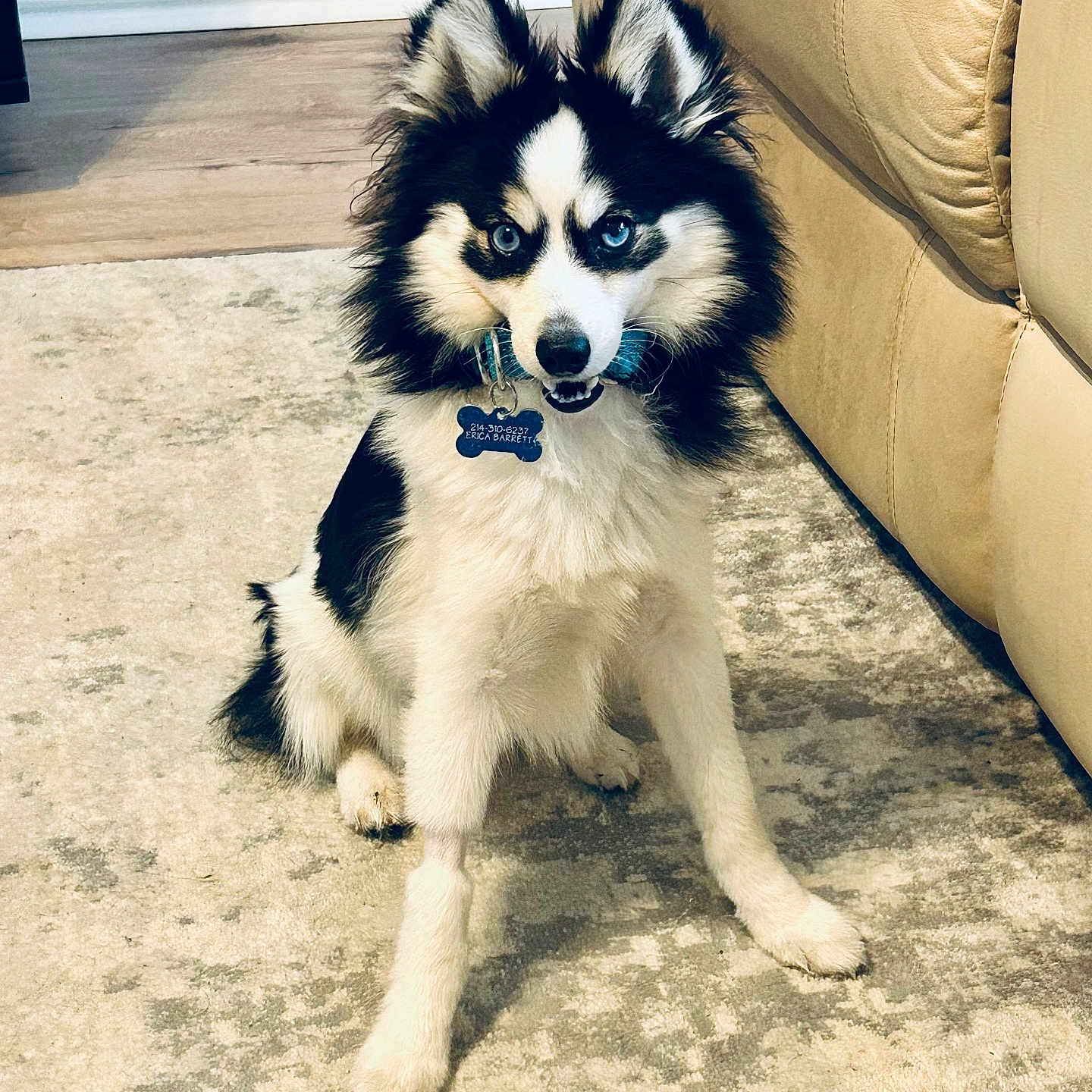 Lola is registered to the contest to win money with this photo: animal, architecture, ball, building, canine, cockerspaniel, couch, cushion, dog, eskimodog, furniture, homedecor, husky, indoors, livingroom, papillon, pet, puppy, room, sport