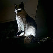 Kitty Moo joined the competition — help win amazing prizes! alert, animal, black_and_white_fur, cat, clutter, dramatic_lighting, feline, fur_texture, indoor, lamp_light, low_light, mystical, nighttime, perched, pet, portrait, shadow, still_life, tuxedo_cat, whiskers