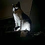 alert, animal, black_and_white_fur, cat, clutter, dramatic_lighting, feline, fur_texture, indoor, lamp_light, low_light, mystical, nighttime, perched, pet, portrait, shadow, still_life, tuxedo_cat, whiskers