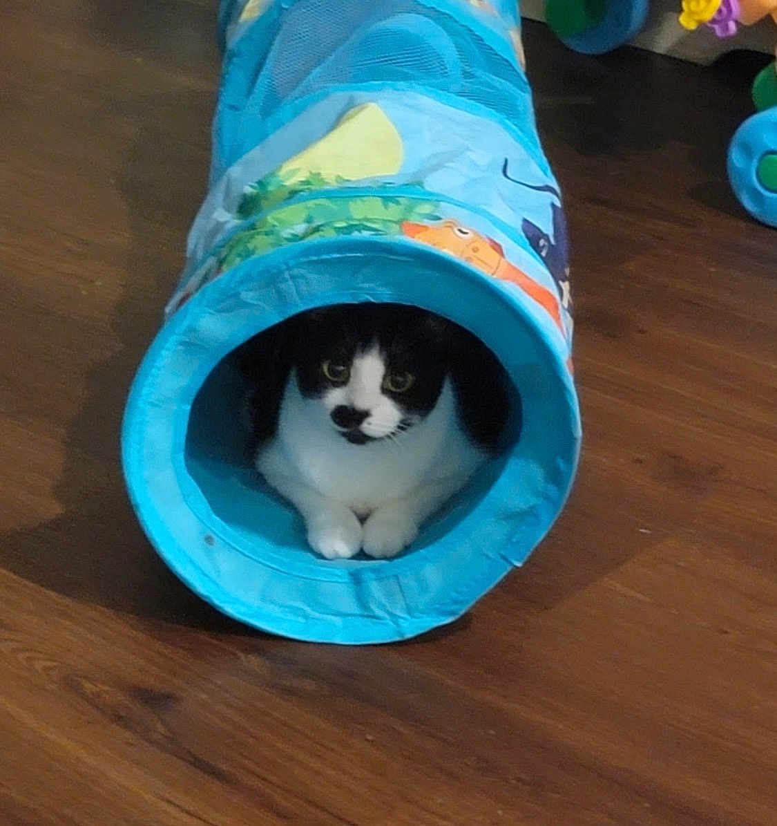 Kitty Moo is registered to the contest to win money with this photo: black_and_white_cat, cat, closeup, cozy, curious, eyes, feline, hardwood_floor, home, indoor, paws, pet, pet_toy, playful, portrait, sitting, toy_tunnel, tunnel, tuxedo_cat, whiskers