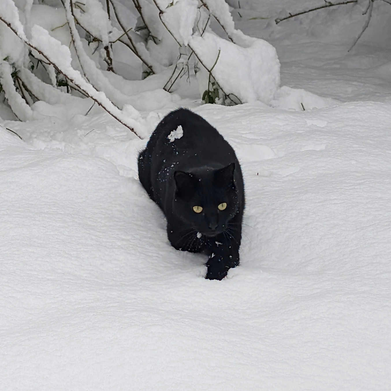 Shadow participe au concours pour gagner de l'argent avec cette photo : animal, bird, blackbird, blackcat, blizzard, canine, cat, dog, ice, labradorretriever, manx, nature, outdoors, panther, pet, piste, snow, sport, storm, winter