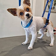 Naya participe au concours pour gagner de l'argent avec cette photo : dog, small_dog, pet, indoor, grooming_table, blue_harness, leash, curious, head_tilt, ears, fur, animal, standing, looking_at_camera, white_wall, framed_picture, floor, shadow, close_up, cute