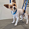 dog, small_dog, pet, indoor, grooming_table, blue_harness, leash, curious, head_tilt, ears, fur, animal, standing, looking_at_camera, white_wall, framed_picture, floor, shadow, close_up, cute