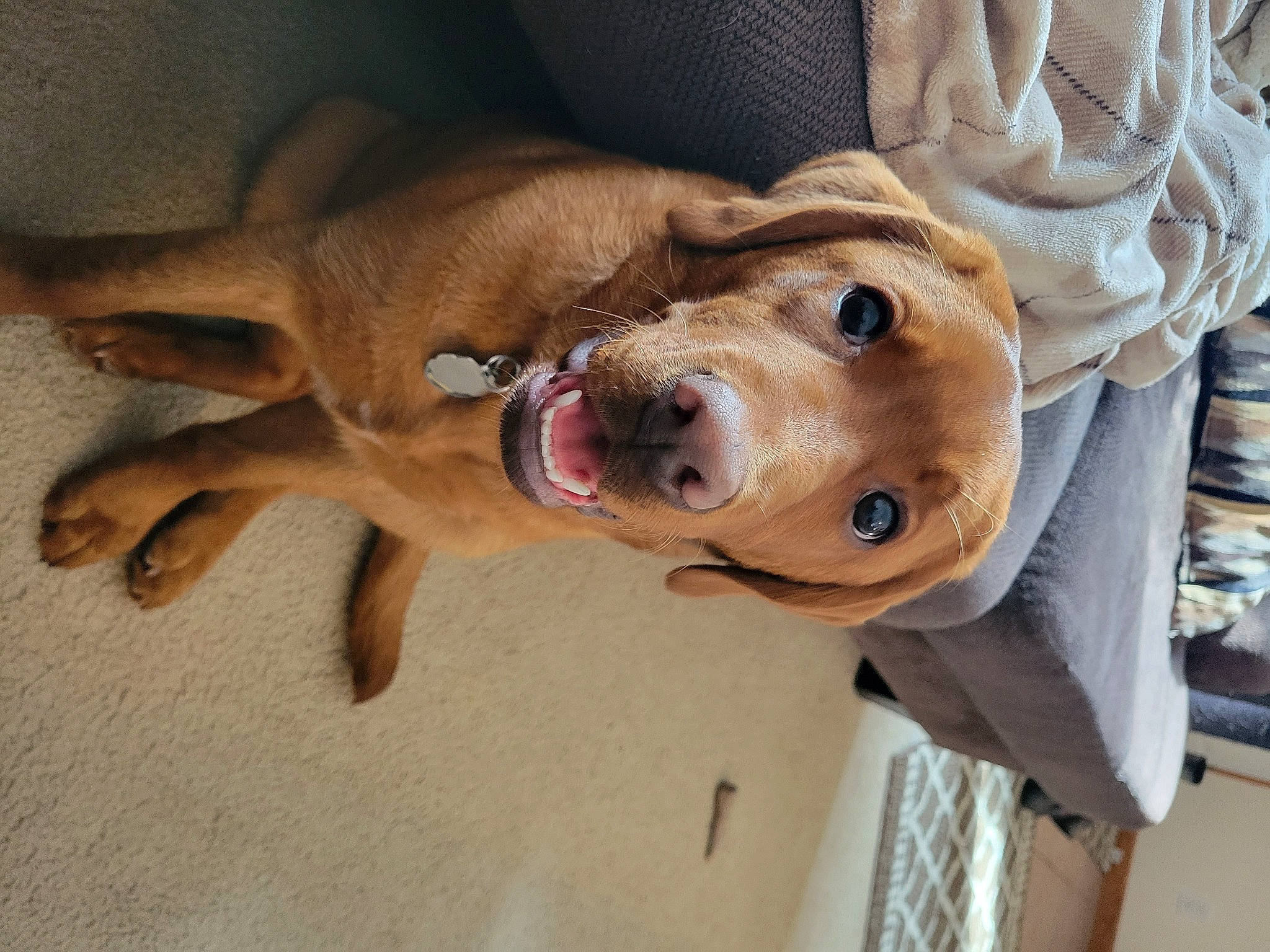 Oakley is registered to the contest to win money with this photo: canidae, carnivore, collar, companion_dog, dog, dog_breed, dog_collar, dog_supply, ear, fawn, fur, liver, pet_supply, selfie, snout, sporting_group, whiskers, wood, working_animal, wrinkle