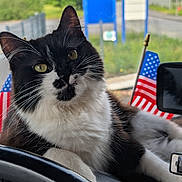 Arizona a rejoint le concours — aidez-le/la à gagner de superbes lots ! cat, black_and_white, pet, animal, indoor, vehicle, steering_wheel, flag, american_flag, window, greenery, fur, whiskers, close_up, relaxed, curious, domestic_cat, portrait, cute, feline