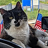 cat, black_and_white, pet, animal, indoor, vehicle, steering_wheel, flag, american_flag, window, greenery, fur, whiskers, close_up, relaxed, curious, domestic_cat, portrait, cute, feline