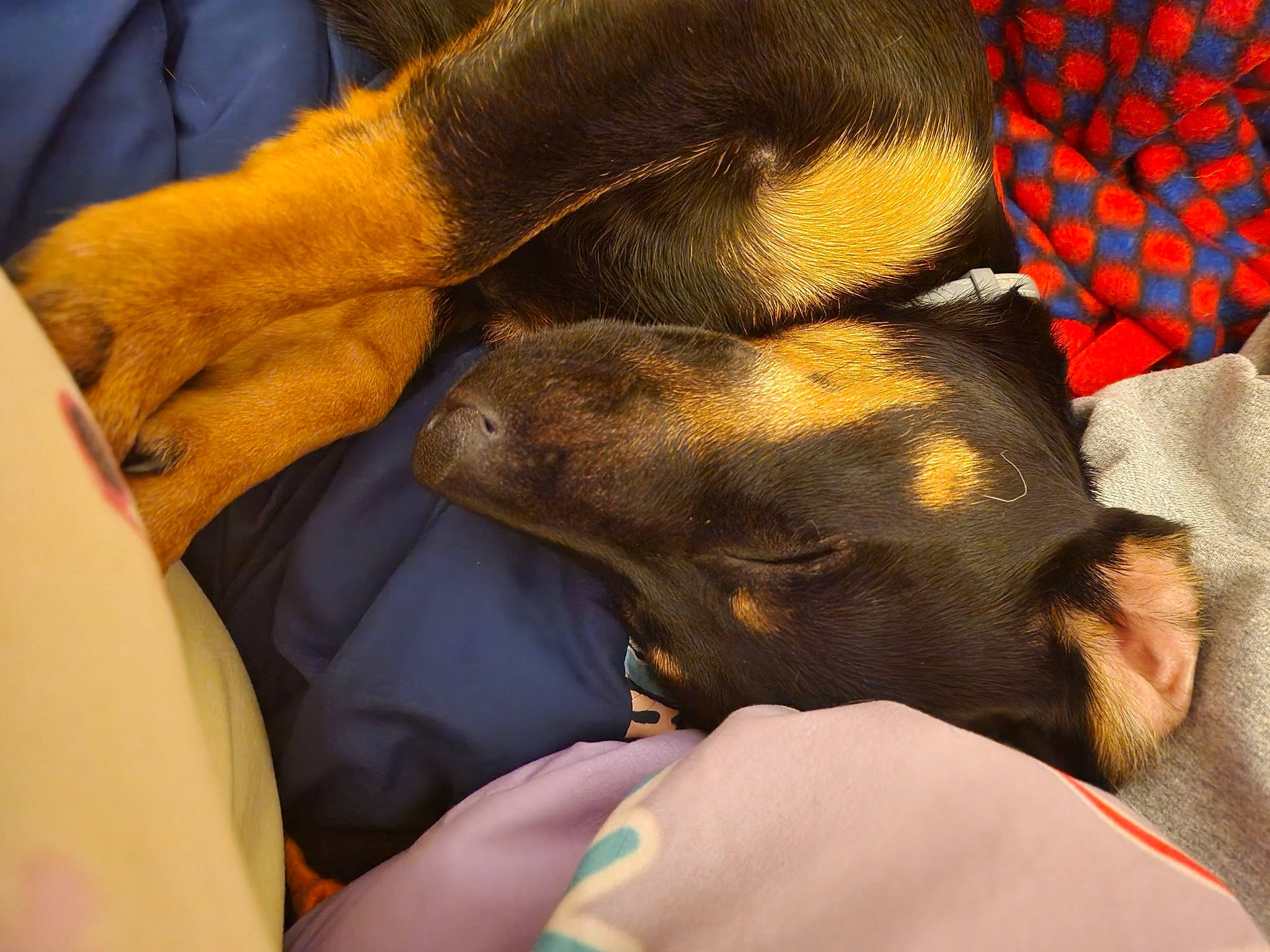 Woody joined the competition — help win amazing prizes! canidae, carnivore, comfort, companion_dog, dog, dog_breed, electric_blue, fawn, fur, gesture, guard_dog, human_leg, liver, nail, pattern, paw, sporting_group, toy_dog, working_animal, wrist