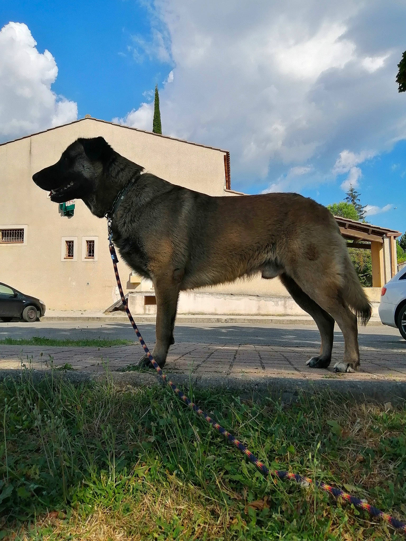 Nakai participe au concours pour gagner de l'argent avec cette photo : canidae, carnivore, dog, dog_breed, fawn, fila_brasileiro, guard_dog, kangal_dog, mammal, snout, sporting_group, vertebrate
