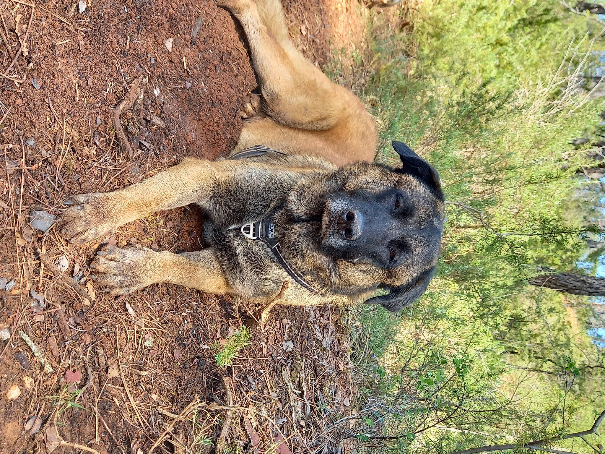 Nakai a rejoint le concours — aidez-le/la à gagner de superbes lots ! canidae, carnivore, dog_breed, fawn, gopher_tortoise, grass, indian_rhinoceros, marsupial, plant, reptile, safari, snout, soil, sporting_group, terrestrial_animal, tree, trunk, wildlife, wood, working_animal