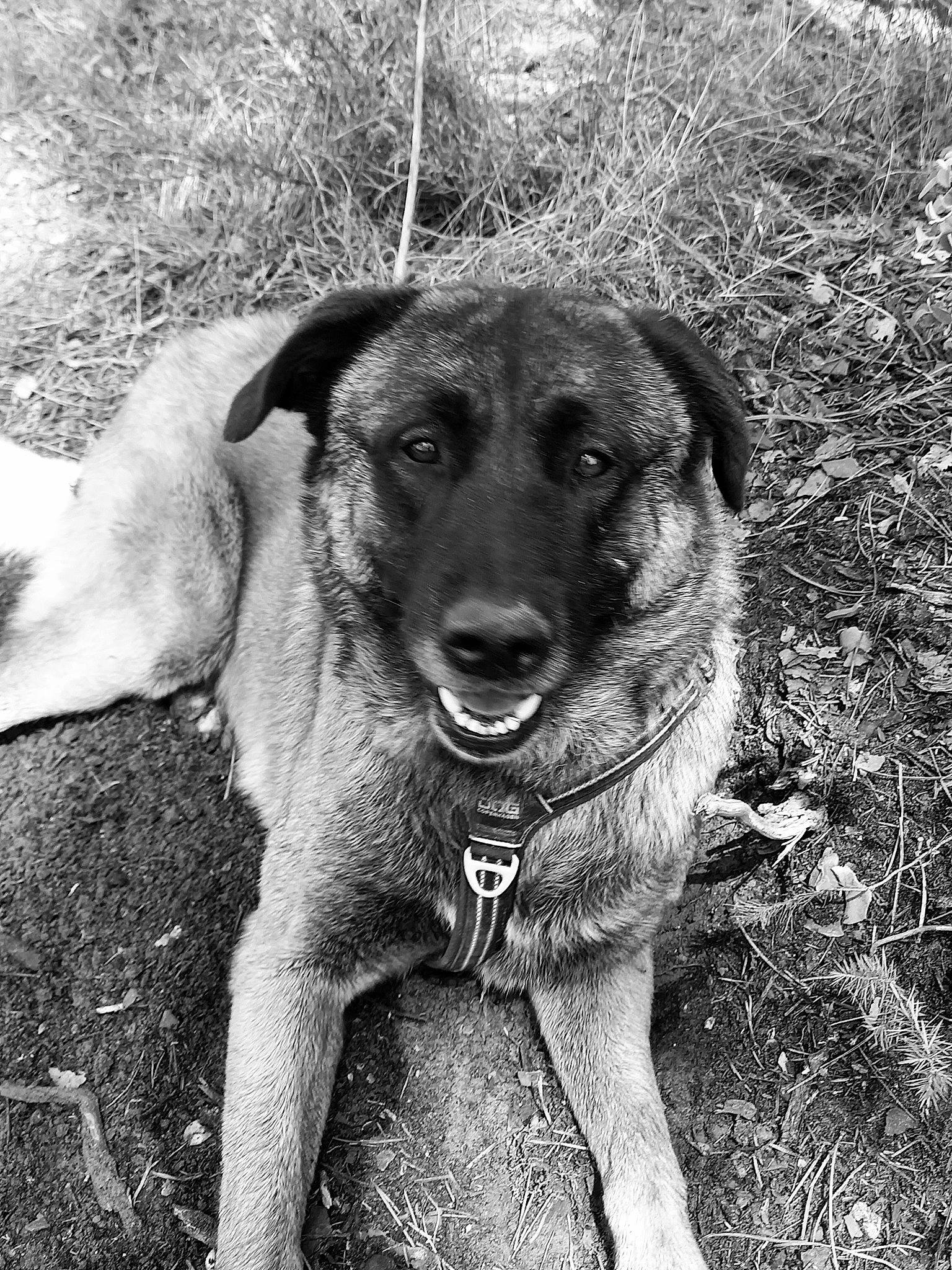 Nakai participe au concours pour gagner de l'argent avec cette photo : black_and_white, canidae, carnivore, companion_dog, dog, dog_breed, fur, grass, guard_dog, monochrome, monochrome_photography, plant, snout, sporting_group, style, terrestrial_animal, tree, whiskers, working_animal, working_dog