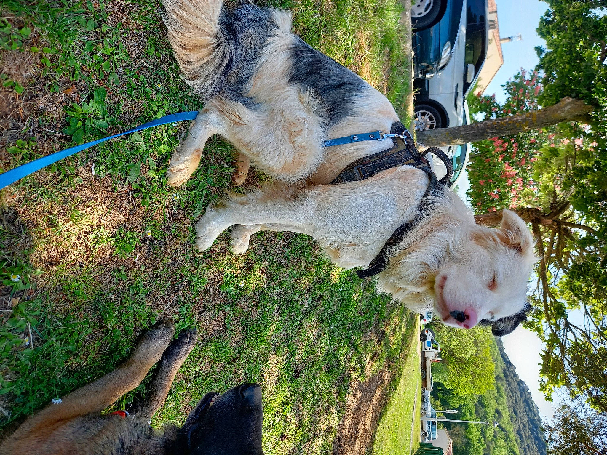 Shain a rejoint le concours — aidez-le/la à gagner de superbes lots ! canidae, carnivore, collar, companion_dog, dog, dog_breed, dog_collar, dog_supply, fashion_accessory, fawn, grass, leash, leisure, pet_supply, plant, sky, sporting_group, tail, tree, working_animal