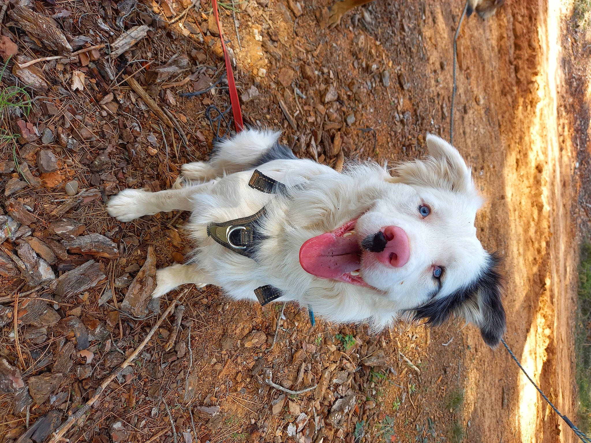 Shain participe au concours pour gagner de l'argent avec cette photo : canidae, carnivore, collar, companion_dog, dog, dog_breed, dog_collar, fawn, felidae, fur, grass, indian_spitz, snout, sporting_group, tail, terrier, toy, toy_dog, whiskers, working_animal
