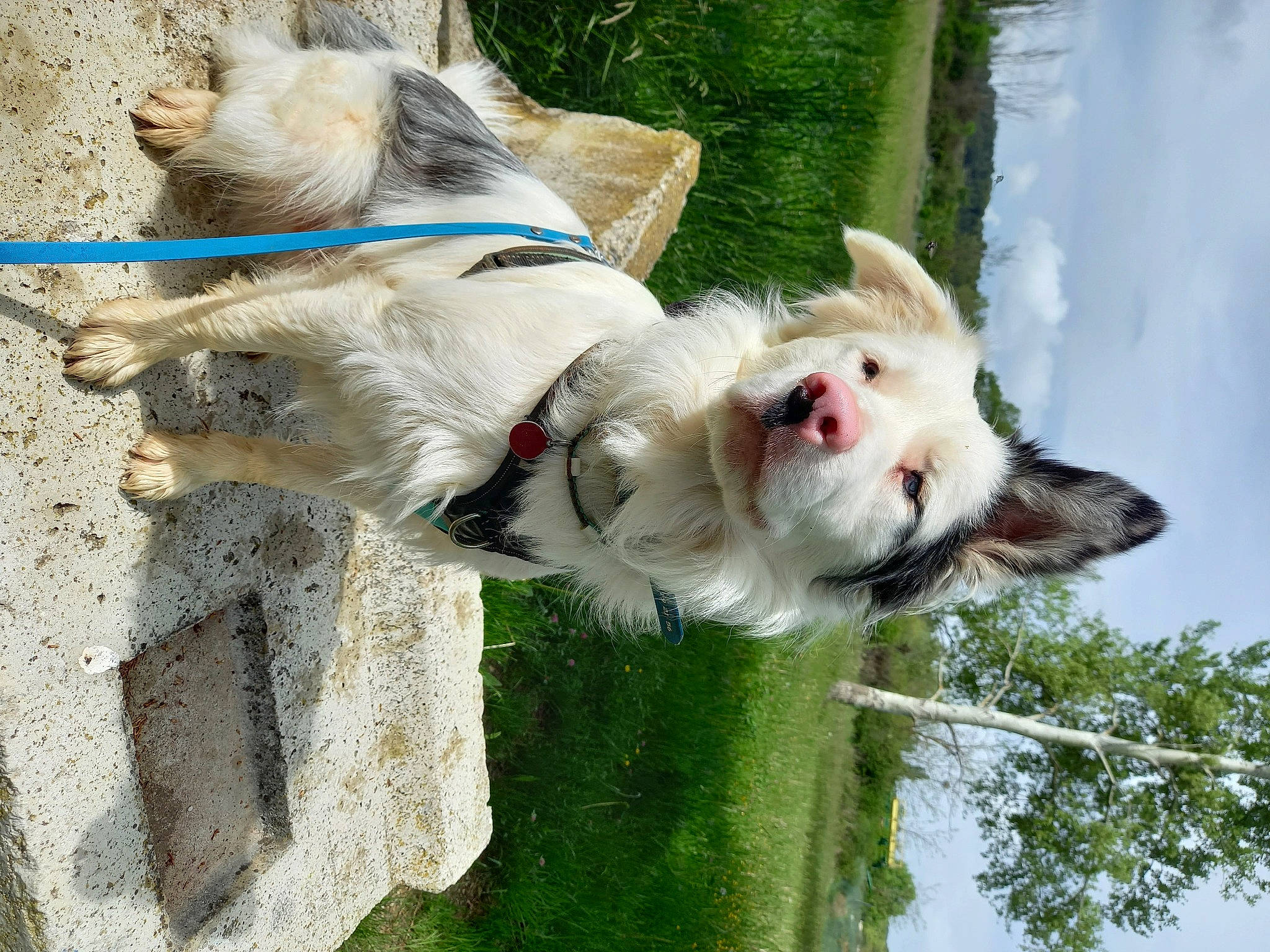 Shain a rejoint le concours — aidez-le/la à gagner de superbes lots ! carnivore, collar, companion_dog, dog, dog_breed, dog_clothes, dog_collar, dog_supply, fawn, grass, leash, pet_supply, plant, sky, snout, sporting_group, terrier, tree, water, working_animal