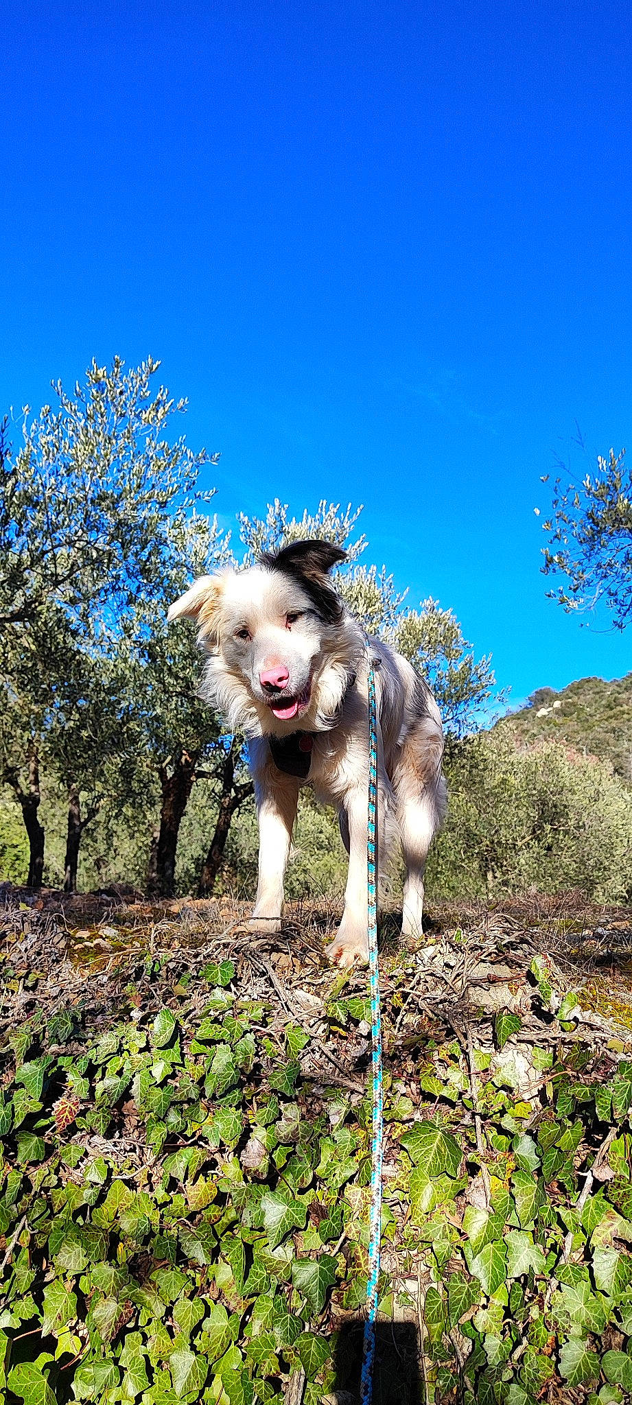Shain participe au concours pour gagner de l'argent avec cette photo : adventure, canidae, carnivore, companion_dog, dog, dog_breed, fawn, grass, landscape, liver, plant, shrub, sky, soil, sporting_group, tail, tree, walking, wildlife, working_animal