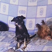 Chipie a rejoint le concours — aidez-le/la à gagner de superbes lots ! carnivoran, dog, dog_breed, dog_breed_group, dog_like_mammal, puppy, tail, vertebrate