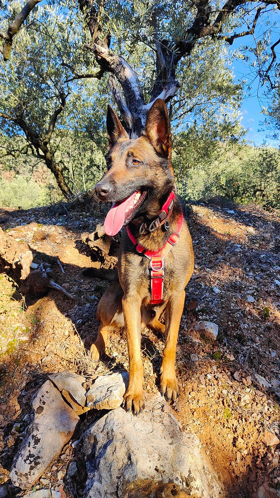 Pac Man a rejoint le concours — aidez-le/la à gagner de superbes lots ! adventure, canidae, carnivore, collar, dog, dog_breed, dog_hiking, dog_supply, east_european_shepherd, fawn, german_shepherd_dog, king_shepherd, plant, sky, snout, sporting_group, tree, working_animal, working_dog