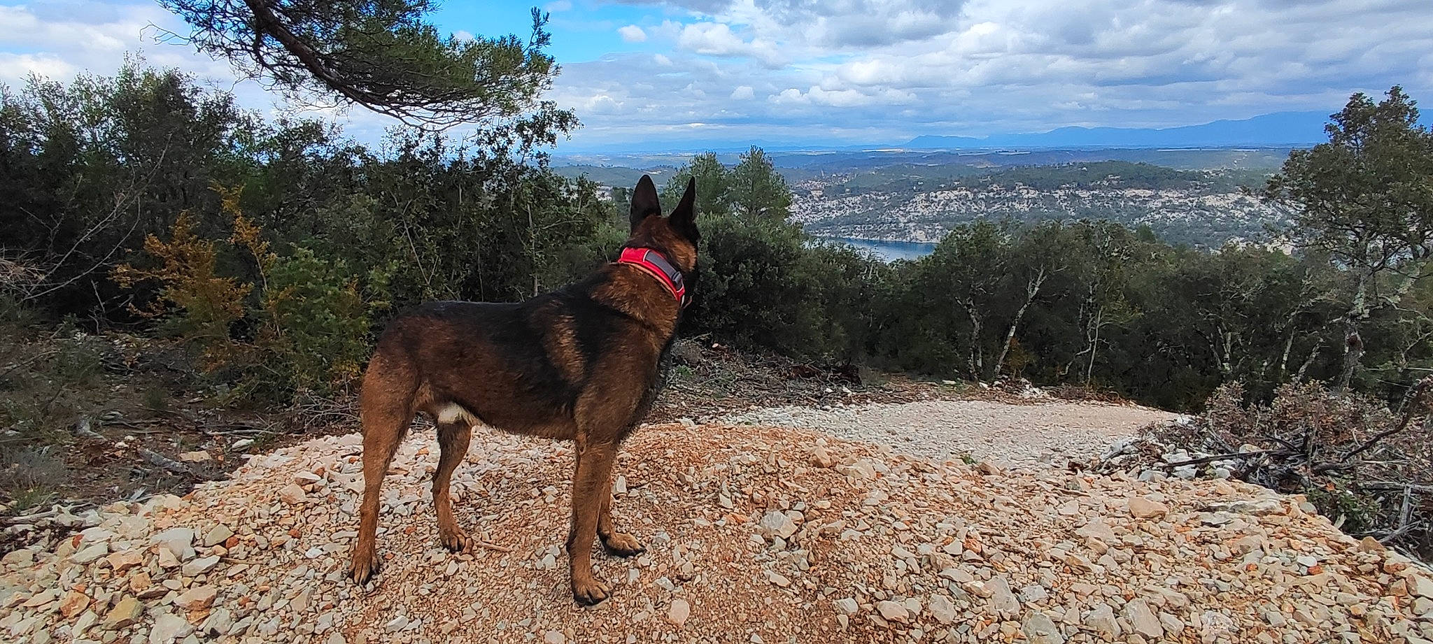 Pac Man participe au concours pour gagner de l'argent avec cette photo : adventure, canidae, carnivore, cloud, collar, cumulus, dog, dog_breed, fawn, hill, landscape, mountain, plant, sky, snout, sporting_group, tail, terrestrial_animal, tree, working_animal