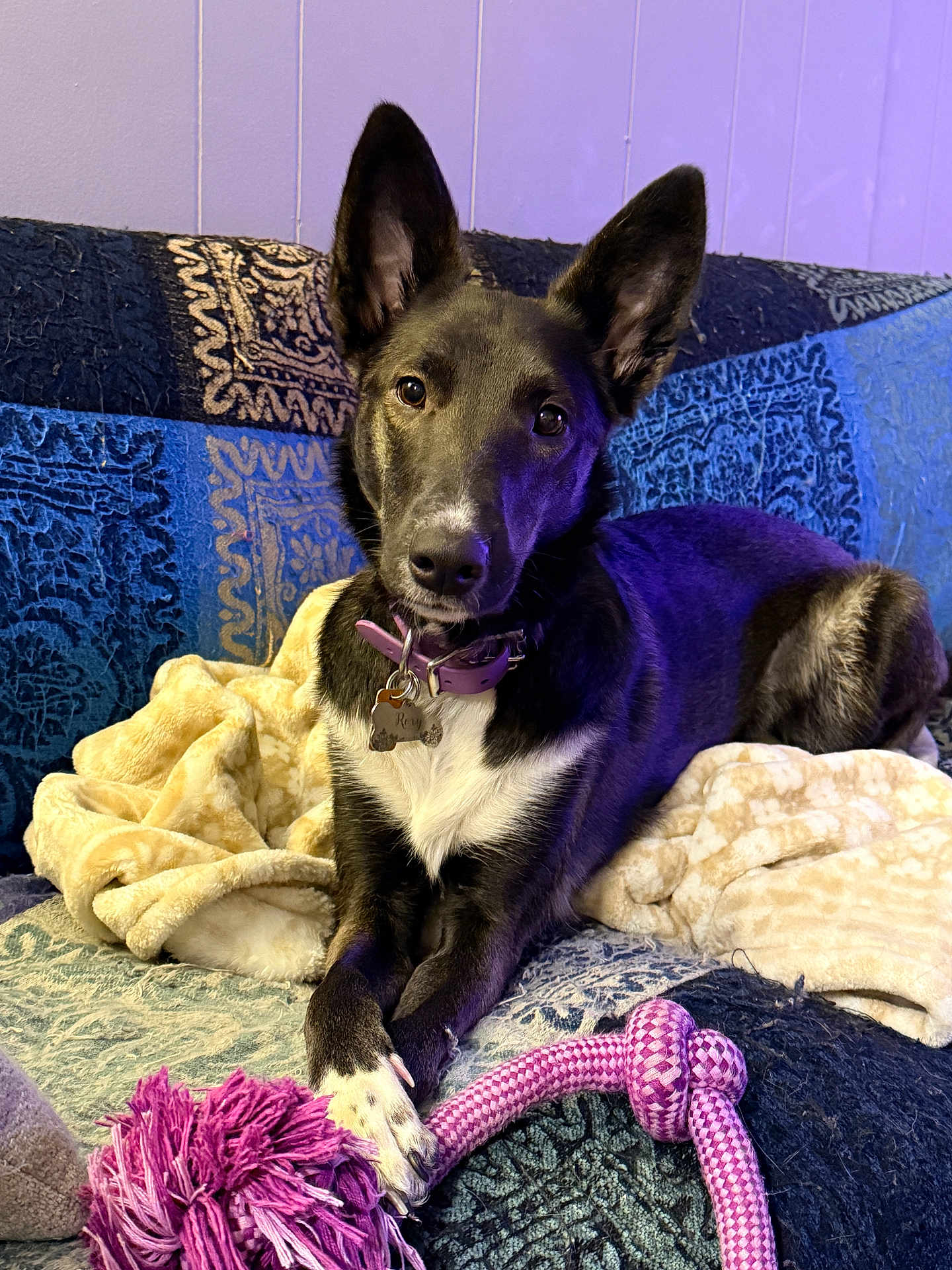 Roxy joined the competition — help win amazing prizes! dog, canine, pet, black_and_white, white_chest, collar, dog_tag, ears, eyes, nose, paw, rope_toy, purple_toy, blanket, couch, sofa, indoor, portrait, resting, attentive