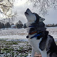 Neö participe au concours pour gagner de l'argent avec cette photo : animal, bench, branches, canine, cold, collar, dog, field, fur, howling, husky, landscape, nature, outdoor, pet, rural, sky, snow, tree, winter