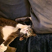 Smokey joined the competition — help win amazing prizes! cat, tuxedo_cat, pet, animal, cute, indoor, cozy, blanket, couch, paws, whiskers, fur, relaxed, playful, looking_up, wide_eyes, resting, domestic_cat, mammal, feline