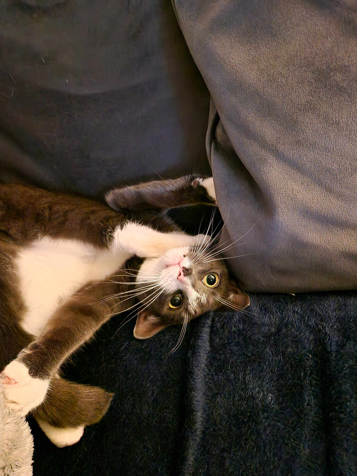 Smokey joined the competition — help win amazing prizes! cat, tuxedo_cat, pet, animal, cute, indoor, cozy, blanket, couch, paws, whiskers, fur, relaxed, playful, looking_up, wide_eyes, resting, domestic_cat, mammal, feline