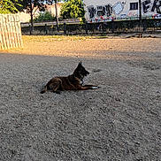 Roxie a rejoint le concours — aidez-le/la à gagner de superbes lots ! dog, park, outdoor, graffiti, trees, sunlight, shadow, fence, building, sidewalk, ground, collar, animal, pet, daylight, resting, quiet, nature, urban, relaxed