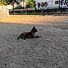 dog, park, outdoor, graffiti, trees, sunlight, shadow, fence, building, sidewalk, ground, collar, animal, pet, daylight, resting, quiet, nature, urban, relaxed