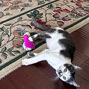 Diesel joined the competition — help win amazing prizes! abyssinian, accessories, animal, cat, hardwood, homedecor, indoors, interiordesign, kitten, manx, pattern, person, pet, plush, purple, rug, siamese, sleeping, toy, wood