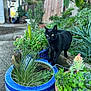 animal, backyard, cat, cookware, garden, herbal, herbs, jar, nature, outdoors, pet, plant, planter, pot, pottedplant, pottery, soil, vase, vegetation, yard