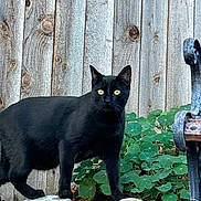 Squeak is registered to the contest to win money with this photo: abyssinian, animal, architecture, backyard, bird, blackbird, blackcat, building, cat, ivy, kitten, manx, nature, outdoors, pet, slate, soil, wall, wood, yard