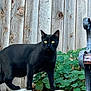 abyssinian, animal, architecture, backyard, bird, blackbird, blackcat, building, cat, ivy, kitten, manx, nature, outdoors, pet, slate, soil, wall, wood, yard