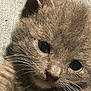 kitten, cat, close_up, gray_fur, whiskers, animal, pet, cute, feline, portrait, soft_texture, denim, young, fur, eyes, resting, adorable, mammal, small, indoor