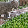 kitten, gray_cat, white_paws, brick_path, grass, outdoor, curious, young_cat, feline, nature, close_up, pet, whiskers, side_view, small_animal, cautious, fur, walking, daylight, animal