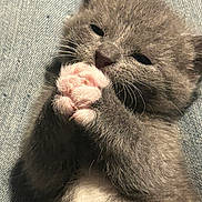 Charle joined the competition — help win amazing prizes! kitten, cat, gray_fur, pink_paws, sleepy, close_up, cute, pet, animal, furry, whiskers, claws, denim, texture, soft, small, young, resting, cozy, indoor