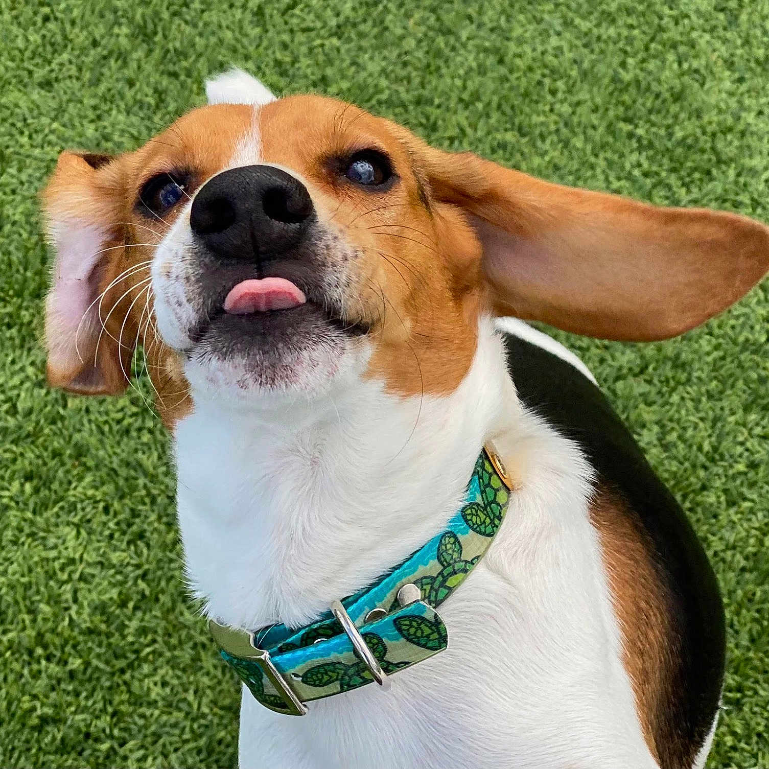 Bailey joined the competition — help win amazing prizes! accessories, animal, beagle, bodypart, canine, collar, dog, formalwear, grass, hound, lawn, leash, mouth, person, pet, plant, puppy, snout, strap, sunglasses