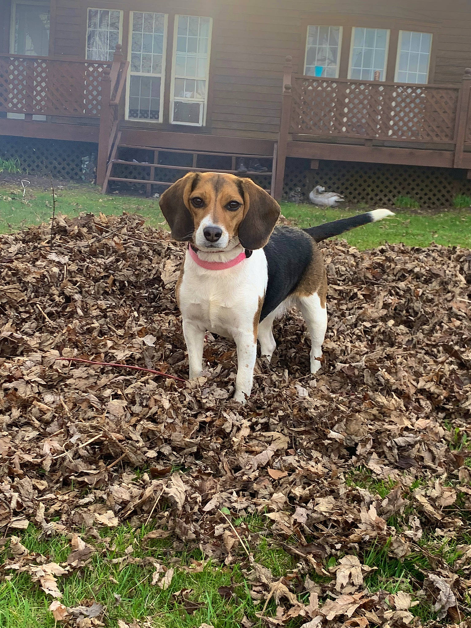 Abby is registered to the contest to win money with this photo: ball, building, canidae, carnivore, companion_dog, dog, dog_breed, fawn, grass, gun_dog, hound, hunting_dog, liver, plant, snout, soil, sporting_group, tail, window, working_animal
