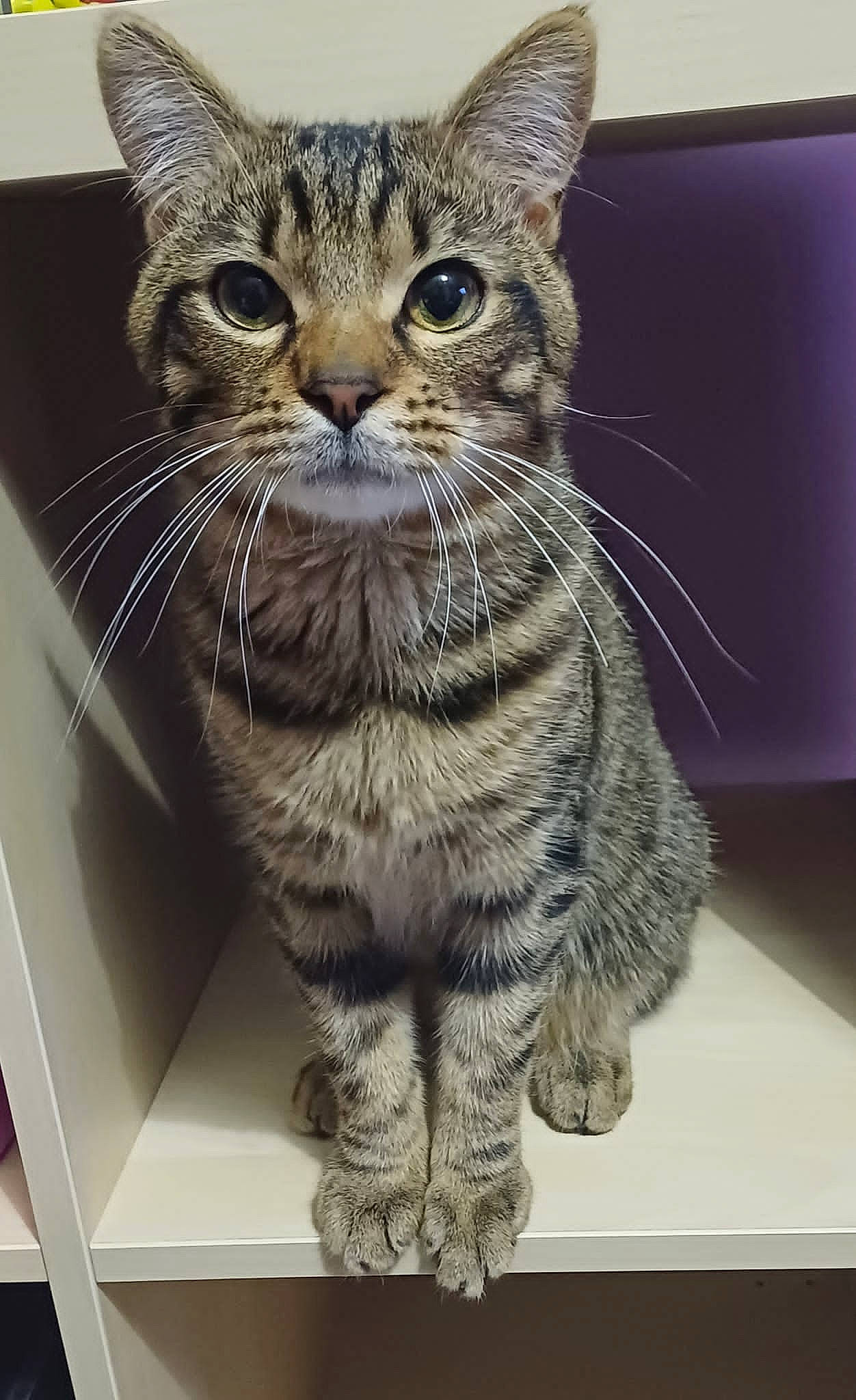 Simba participe au concours pour gagner de l'argent avec cette photo : box, carnivore, cat, domestic_short_haired_cat, felidae, fur, paw, rectangle, small_to_medium_sized_cats, snout, terrestrial_animal, whiskers