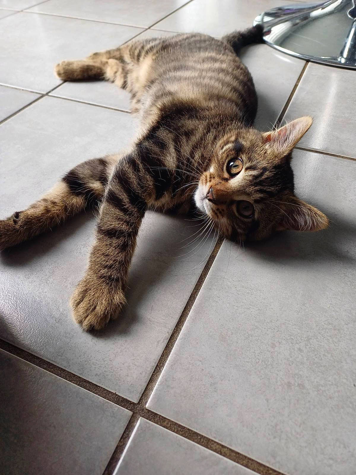 Simba participe au concours pour gagner de l'argent avec cette photo : carnivore, cat, claw, comfort, domestic_short_haired_cat, eye, fawn, felidae, flooring, foot, fur, metal, paw, small_to_medium_sized_cats, snout, tail, terrestrial_animal, tile_flooring, whiskers, wood