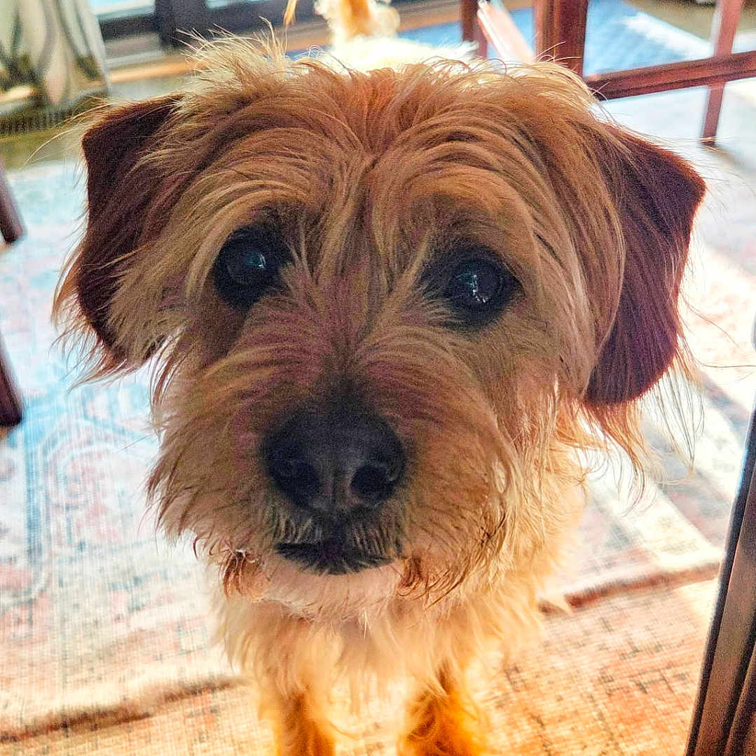 Pickles joined the competition — help win amazing prizes! dog, indoor, close_up, brown_fur, scruffy, pet, floor_rug, furniture, window, curtains, tail, face, animal, domestic_animal, looking_up, canine, ears, legs, snout, home