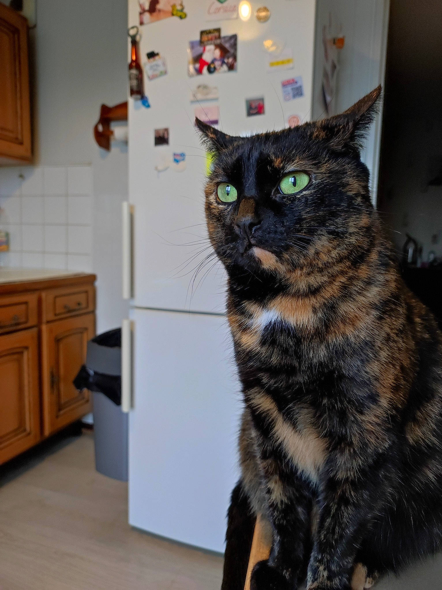 Lady participe au concours pour gagner de l'argent avec cette photo : art, cabinetry, carnivore, cat, cupboard, domestic_short_haired_cat, drawer, felidae, flooring, fur, hardwood, home_appliance, room, small_to_medium_sized_cats, snout, tail, whiskers, wood, wood_flooring, wood_stain