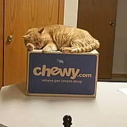 Gb is registered to the contest to win money with this photo: cat, orange_tabby, sleeping, box, chewy_com, table, indoor, door, wooden_door, chair, furniture, pet, resting, domestic_cat, home, napping, calm, quiet, cozy, relaxation