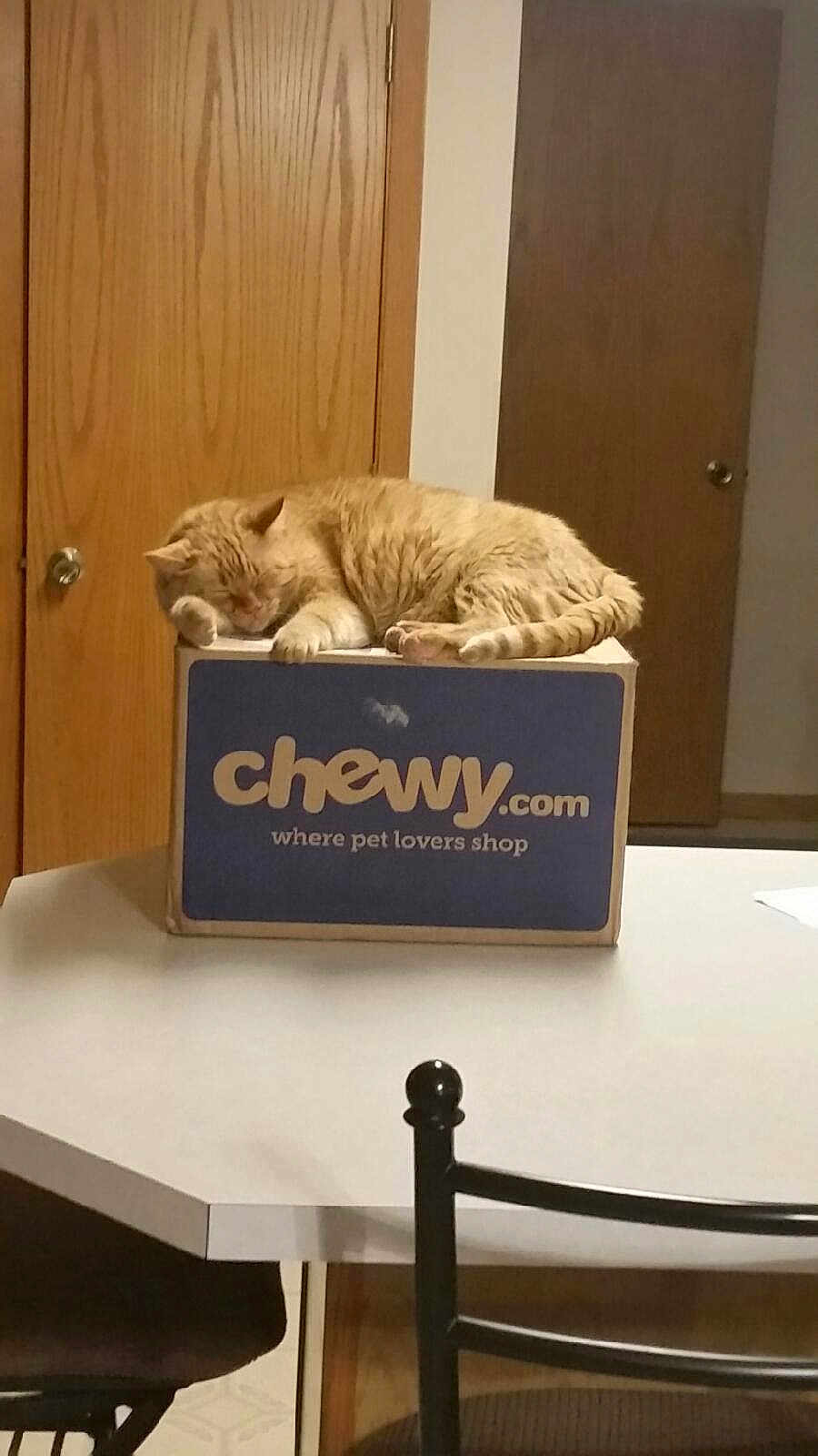 Gb is registered to the contest to win money with this photo: cat, orange_tabby, sleeping, box, chewy_com, table, indoor, door, wooden_door, chair, furniture, pet, resting, domestic_cat, home, napping, calm, quiet, cozy, relaxation