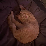 Milo is registered to the contest to win money with this photo: cat, orange_cat, sleeping, curled_up, paws, blanket, bed, cozy, fur, pet, animal, indoor, cute, resting, relaxed, soft_lighting, purple_blanket, napping, domestic_cat, feline
