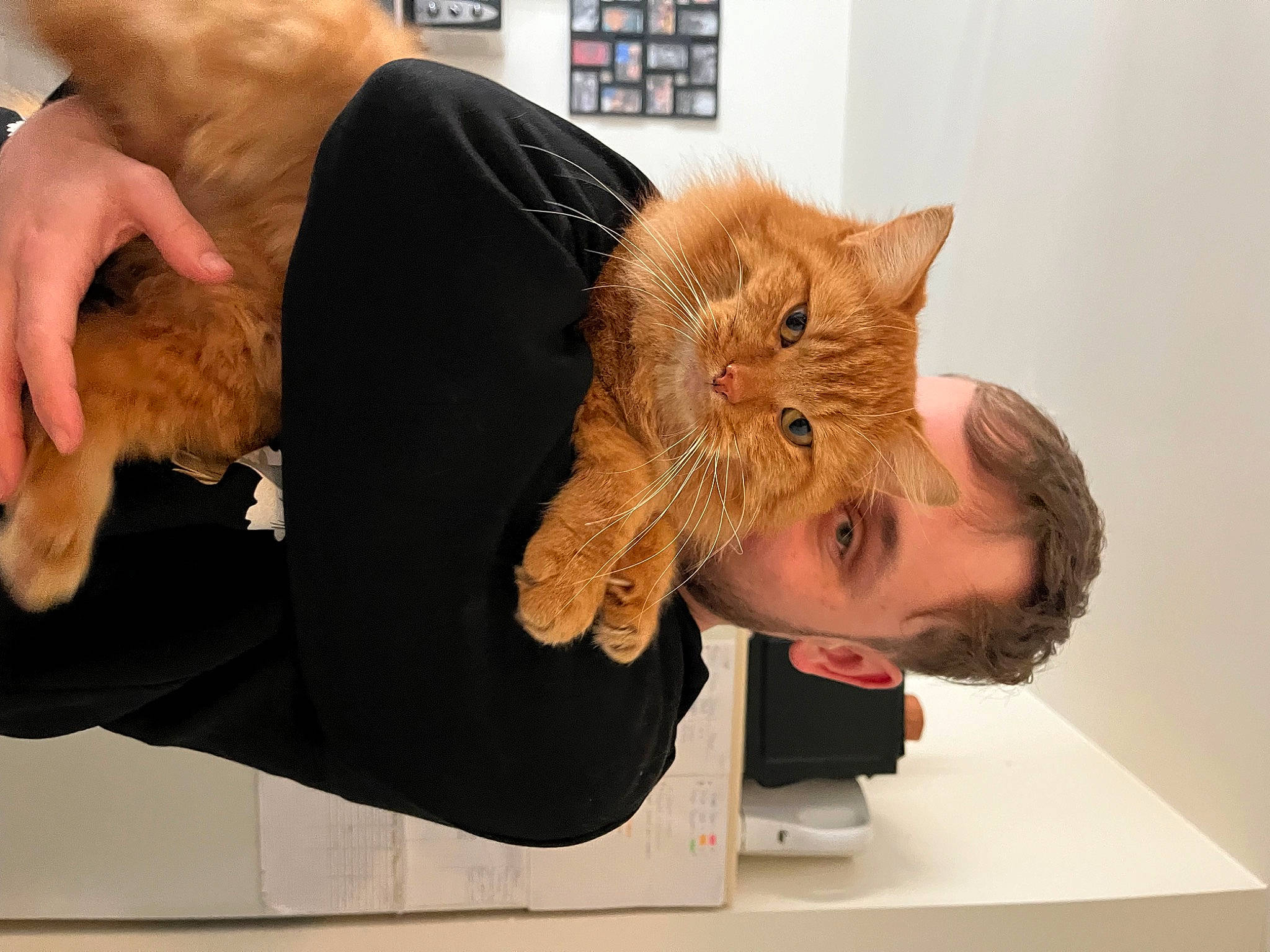 Luffy a rejoint le concours — aidez-le/la à gagner de superbes lots ! art, cat, claw, comfort, domestic_short_haired_cat, ear, felidae, finger, fur, gesture, hand, nail, room, small_to_medium_sized_cats, thumb, veterinarian, whiskers, wrinkle, wrist