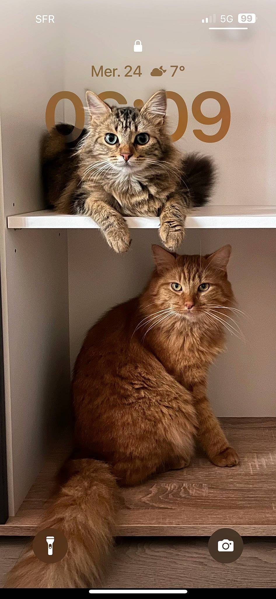 Luffy a rejoint le concours — aidez-le/la à gagner de superbes lots ! box, carnivore, cat, cat_supply, domestic_short_haired_cat, felidae, flooring, fur, hardwood, mammal, photo_caption, shelf, small_to_medium_sized_cats, snout, tail, terrestrial_animal, vertebrate, whiskers, window, wood