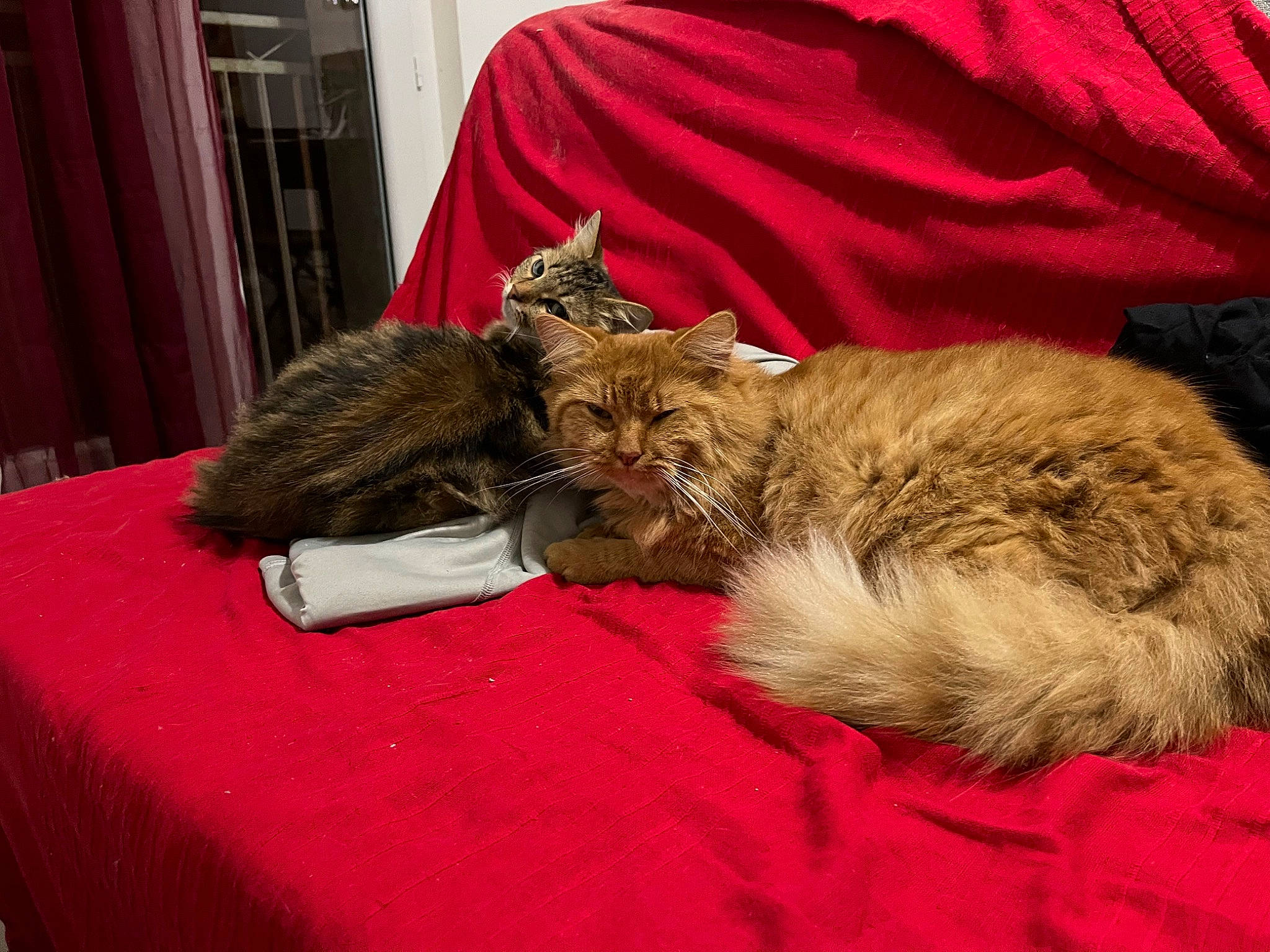 Luffy a rejoint le concours — aidez-le/la à gagner de superbes lots ! carnivore, cat, claw, comfort, curtain, domestic_short_haired_cat, fawn, felidae, fur, linens, mammal, paw, small_to_medium_sized_cats, table, tablecloth, tail, terrestrial_animal, vehicle, vertebrate, whiskers