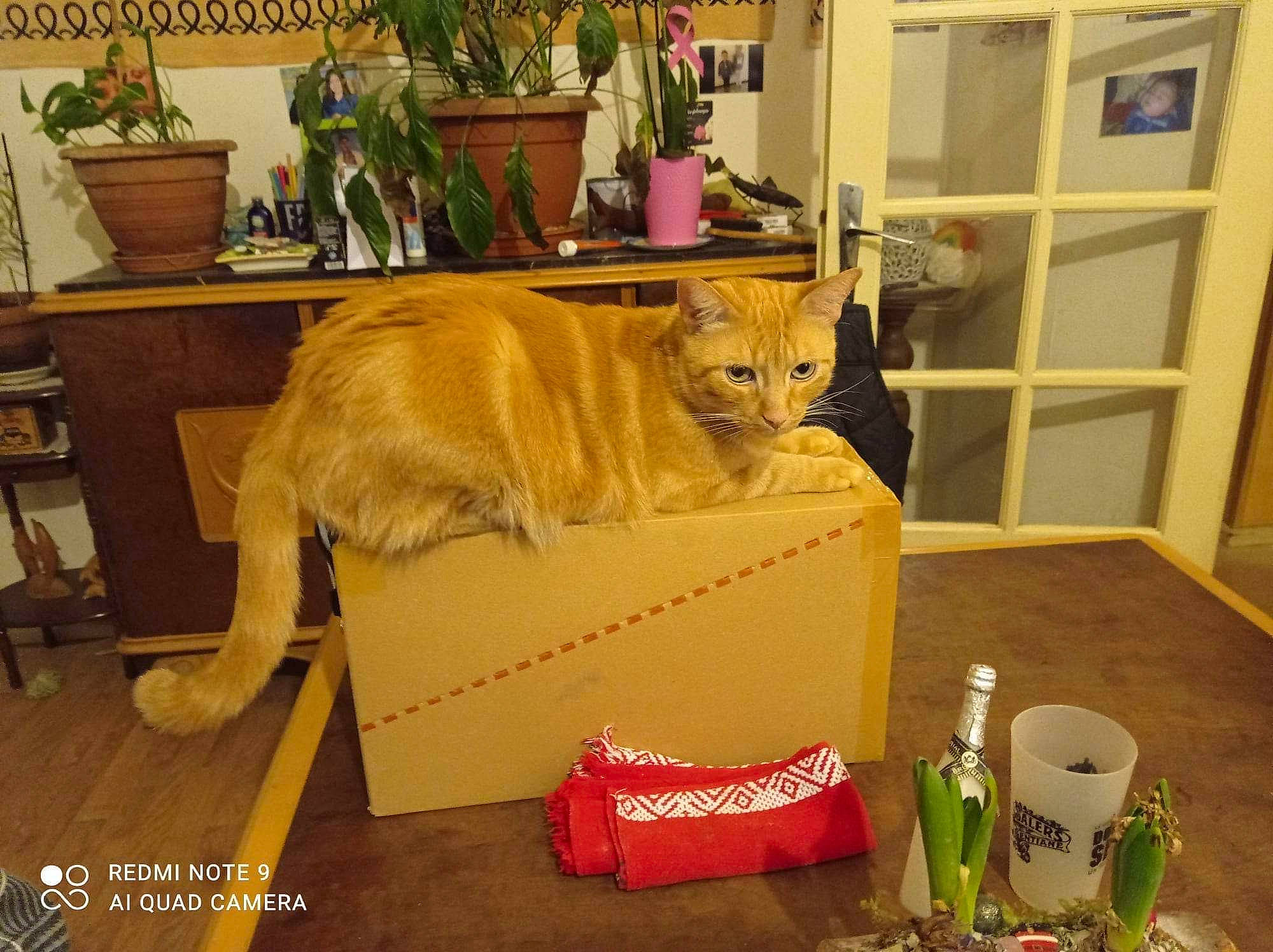 Roucky participe au concours pour gagner de l'argent avec cette photo : bottle, carnivore, cat, chair, comfort, door, fawn, felidae, flooring, flowerpot, furniture, hardwood, houseplant, interior_design, plant, room, small_to_medium_sized_cats, table, whiskers, wood